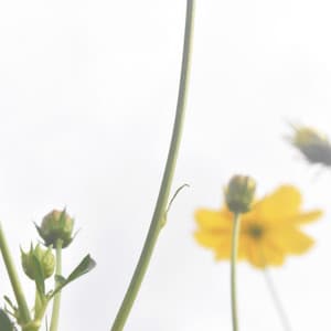 {`${release.releasename}`}