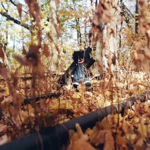 {`${release.releasename}`}