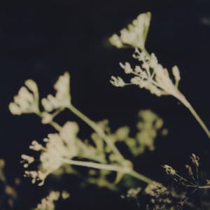 {`${release.releasename}`}