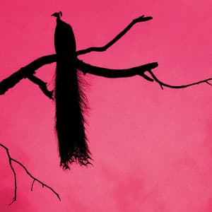 {`${release.releasename}`}